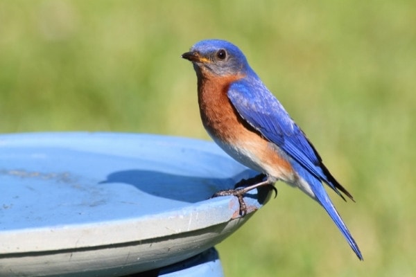 A beautiful bird on a beautiful blue solar birdbath fountain